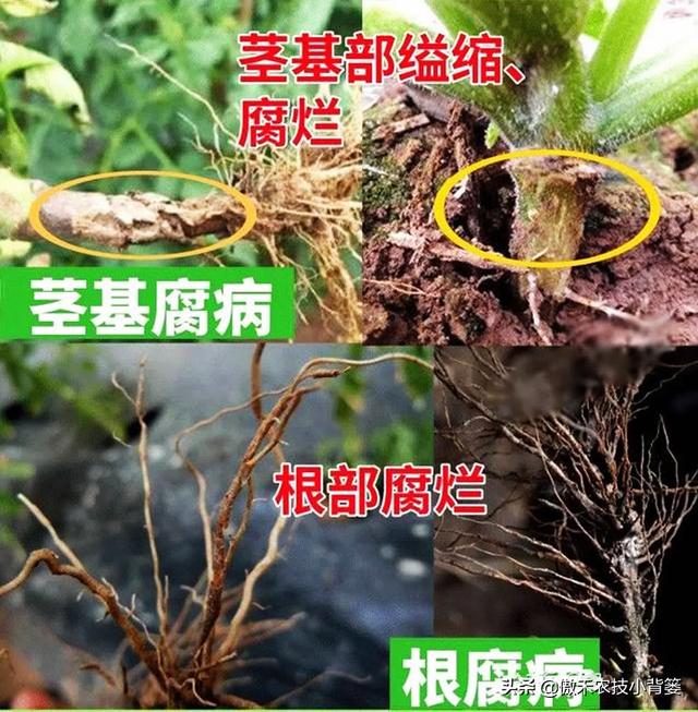 黄芪根和茎的区别（根和茎的区别在于）