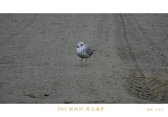 海燕之歌原文（海燕之歌读后感800字）