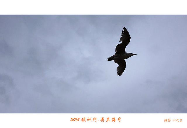 海燕之歌原文（海燕之歌读后感800字）