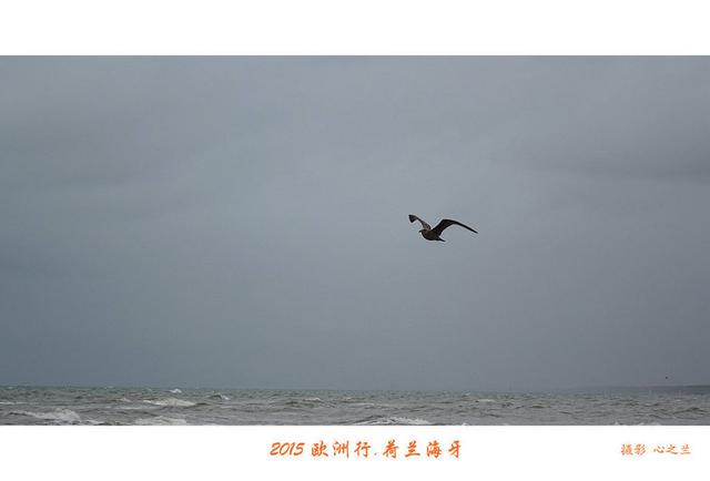 海燕之歌原文（海燕之歌读后感800字）
