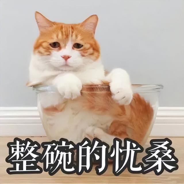 3磅等于多少斤公斤（33磅等于多少斤kg）"