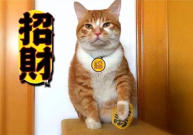 3磅等于多少斤公斤（33磅等于多少斤kg）"