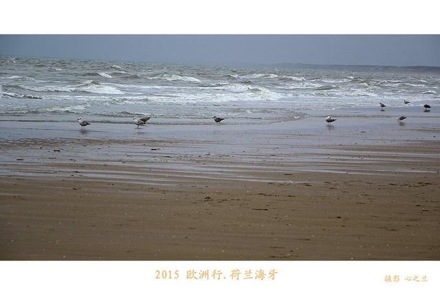 海燕之歌原文（海燕之歌读后感800字）