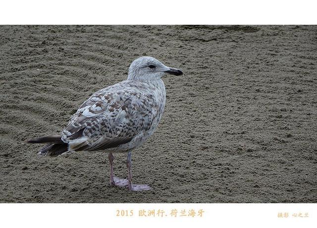 海燕之歌原文（海燕之歌读后感800字）