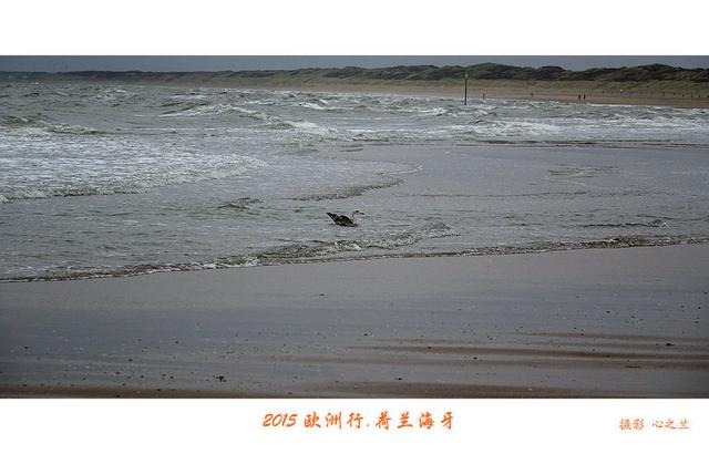 海燕之歌原文（海燕之歌读后感800字）