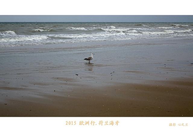 海燕之歌原文（海燕之歌读后感800字）