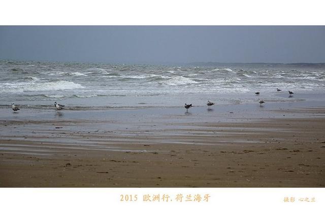海燕之歌原文（海燕之歌读后感800字）
