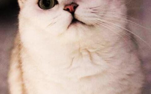 捉鼠拿猫的意思，捉鼠拿猫的意思是什么