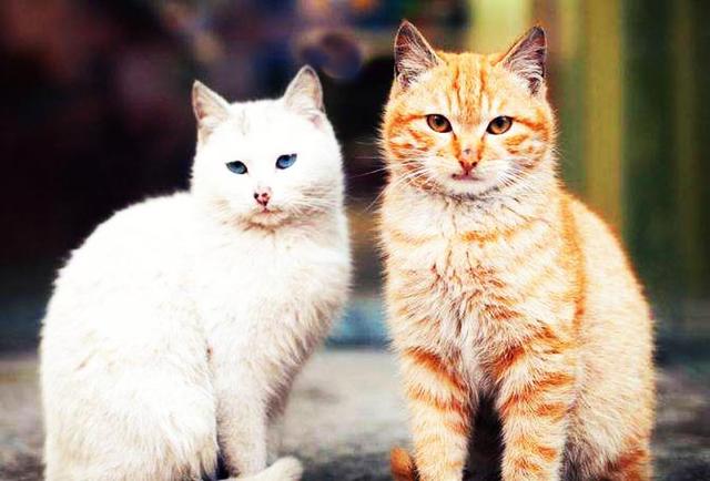 捉鼠拿猫的意思，捉鼠拿猫的意思是什么