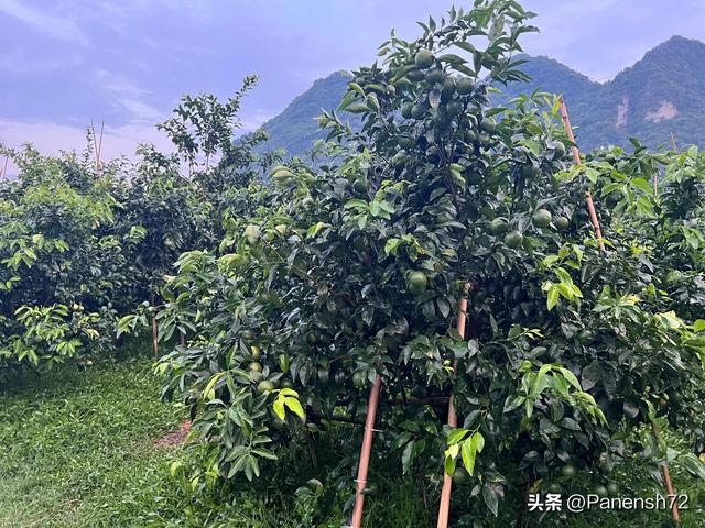 看做还是看作，看做还是看作成语