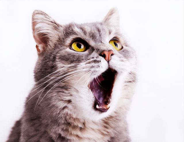 捉鼠拿猫的意思，捉鼠拿猫的意思是什么