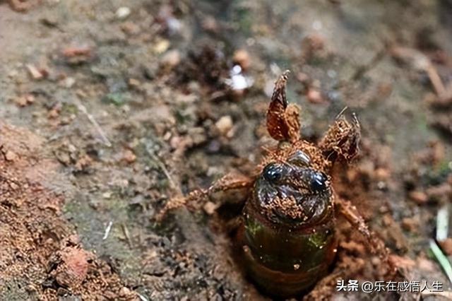 做梦梦见知了是什么意思，孕妇梦见知了是什么意思