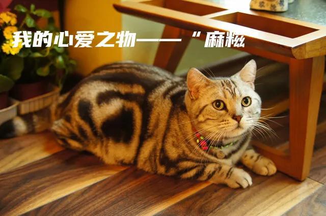 五年级上册第一单元作文我的心爱之物，五年级上册第一单元作文我的心爱之物400字