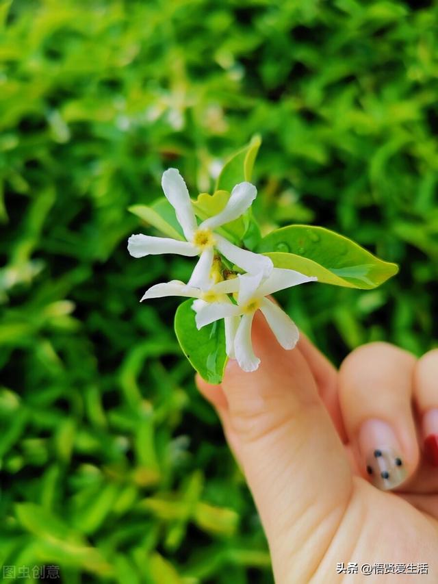 羽叶茑萝能在室内种植吗，羽叶茑萝用什么花盆