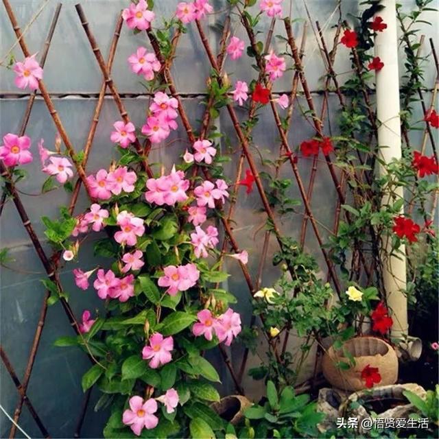 羽叶茑萝能在室内种植吗，羽叶茑萝用什么花盆