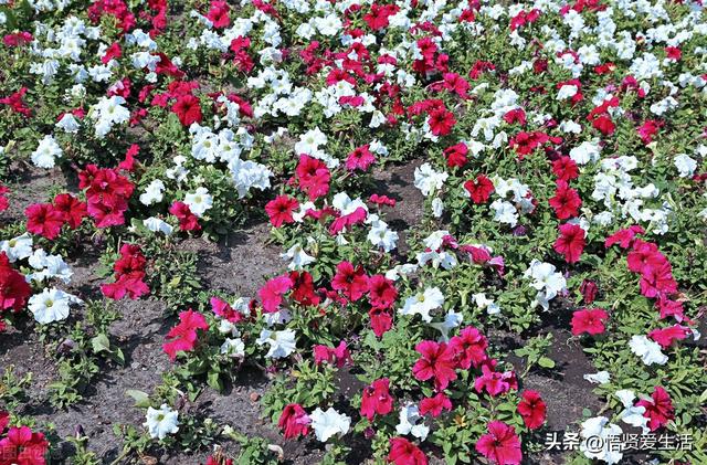 羽叶茑萝能在室内种植吗，羽叶茑萝用什么花盆