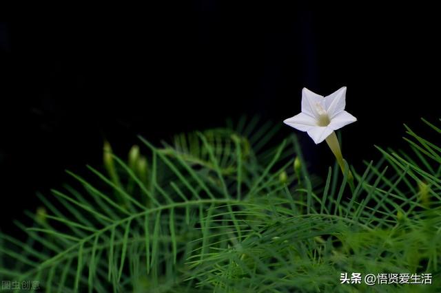 羽叶茑萝能在室内种植吗，羽叶茑萝用什么花盆
