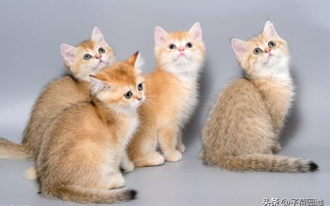 小学三年级作文写作方法与技巧，小学三年级作文写作方法与技巧视频！