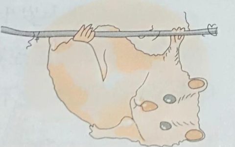 五年级上册语文第一单元作文400字左右，五年级上册语文第一单元作文400字我的心爱之物自行车！