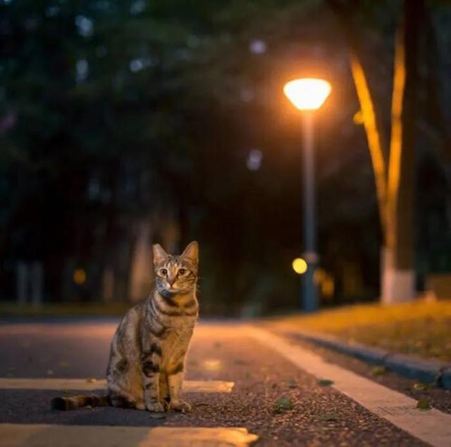 夜晚的句子唯美短句朋友圈，夜晚的句子唯美短句朋友圈图片！