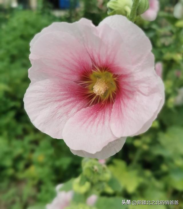 难忘的中秋节作文400字作文，难忘的中秋节作文400字作文四年级！