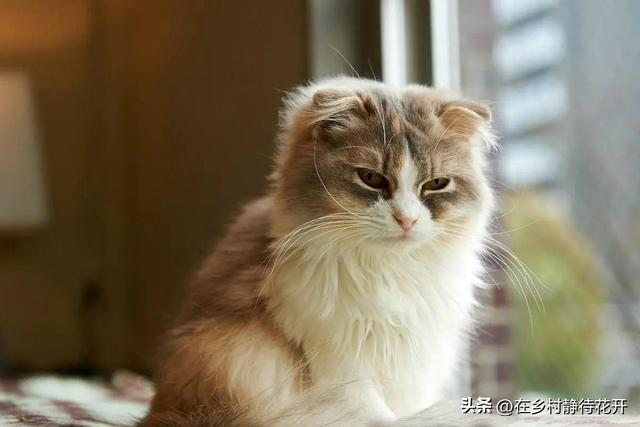 猫读后感300字，猫读后感300字郑振铎！