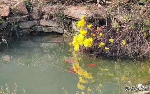 散文写作方法与技巧，散文写作方法与技巧以及优秀散文！