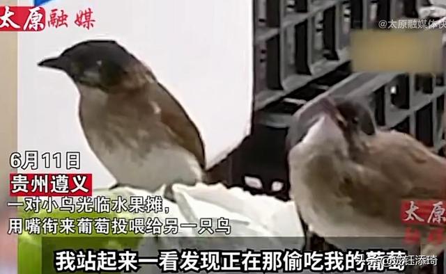 两个鸟的包是什么牌子,两个鸟的包包品牌!