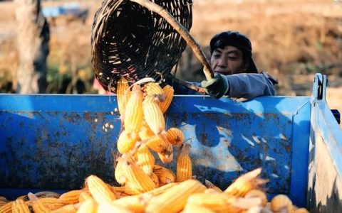 收玉米和玉米秸秆一体联合收割机，收玉米和玉米秸秆一体联合收割机多少钱！