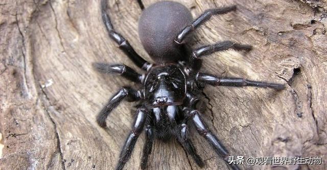 蜘蛛是什么动物类型，蜘蛛是什么动物类型物种！
