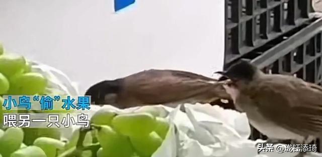 两个鸟的包是什么牌子,两个鸟的包包品牌!