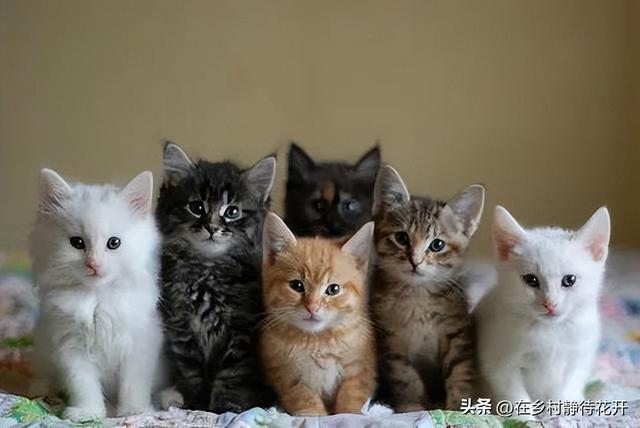 猫读后感300字，猫读后感300字郑振铎！