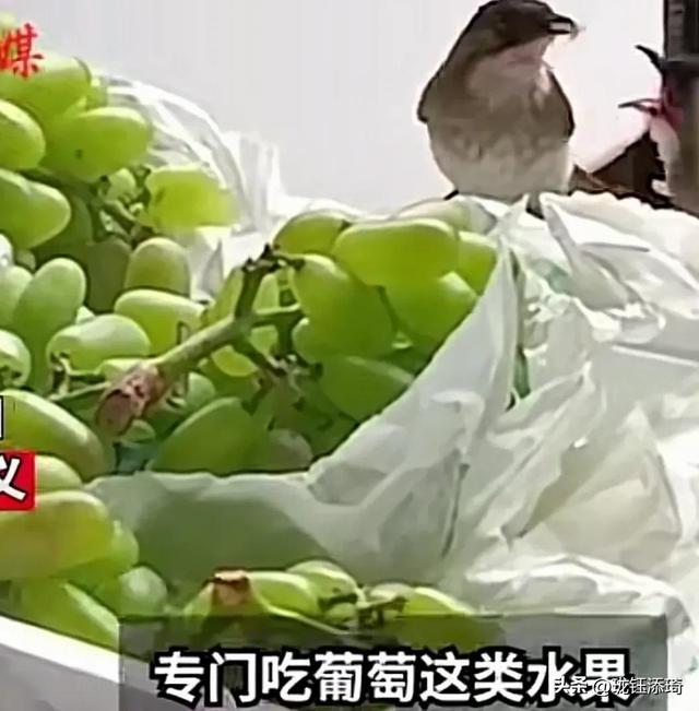 两个鸟的包是什么牌子,两个鸟的包包品牌!