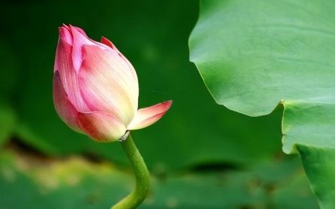 人非草木孰能无情是什么意思，人非草木孰能无情是什么意思,懂感恩！