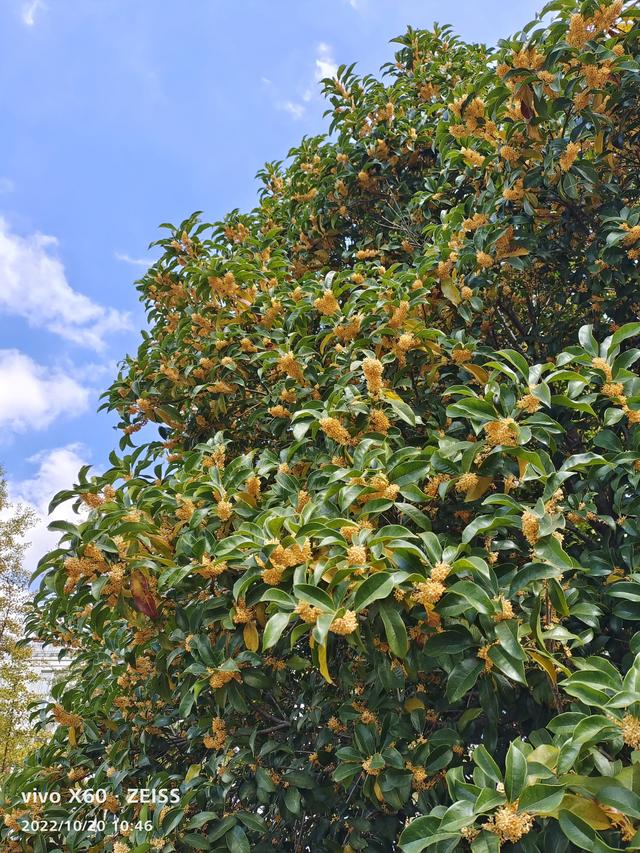 写桂花的作文500字左右，写桂花的作文500字左右说明文！
