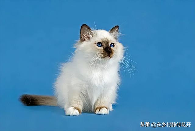 猫读后感300字，猫读后感300字郑振铎！