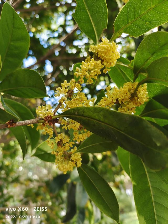 写桂花的作文500字左右，写桂花的作文500字左右说明文！