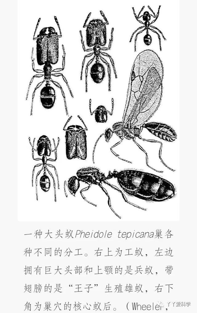 我发现了蚂蚁的秘密300字，我发现了蚂蚁的秘密300字作文！