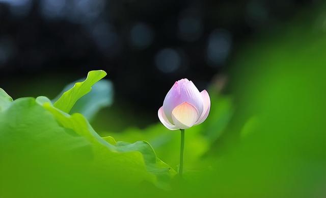 人非草木孰能无情是什么意思，人非草木孰能无情是什么意思,懂感恩！