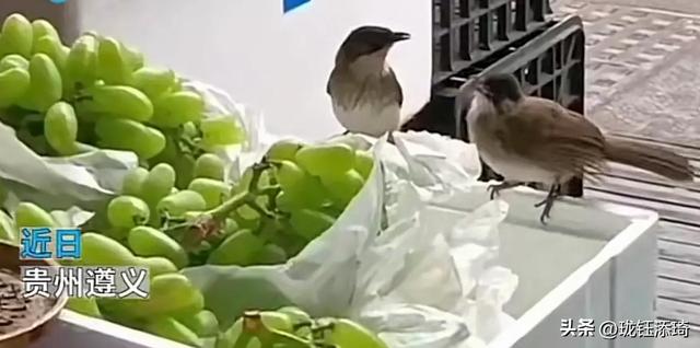 两个鸟的包是什么牌子,两个鸟的包包品牌!