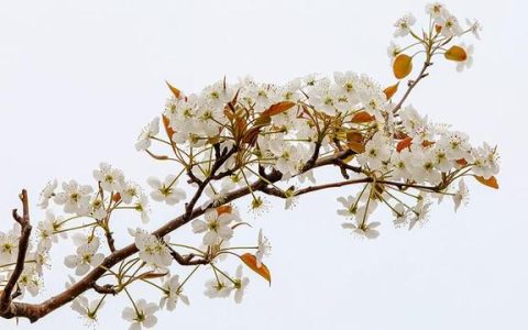 清明古诗图片_诗配画，清明古诗图片_诗配画_简单！