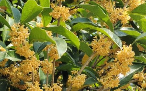 写桂花的作文500字左右，写桂花的作文500字左右说明文！