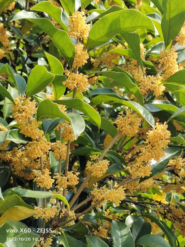 写桂花的作文500字左右，写桂花的作文500字左右说明文！