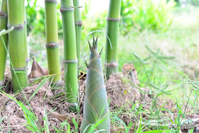 山间竹笋嘴尖皮厚腹中空,墙上芦苇头重脚轻根底浅，山间竹笋嘴尖皮厚腹中空,墙上芦苇头重脚轻根底浅修辞！