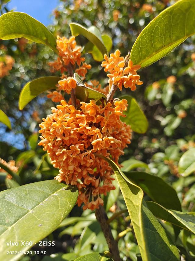 写桂花的作文500字左右，写桂花的作文500字左右说明文！