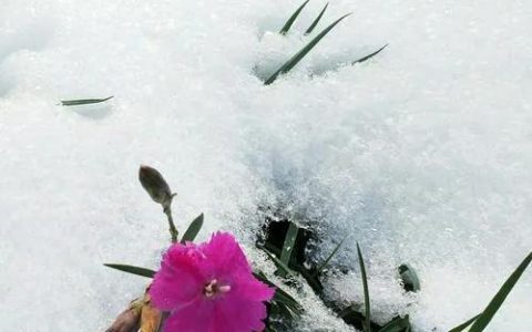 关于王子慕《北国雪》之浅评