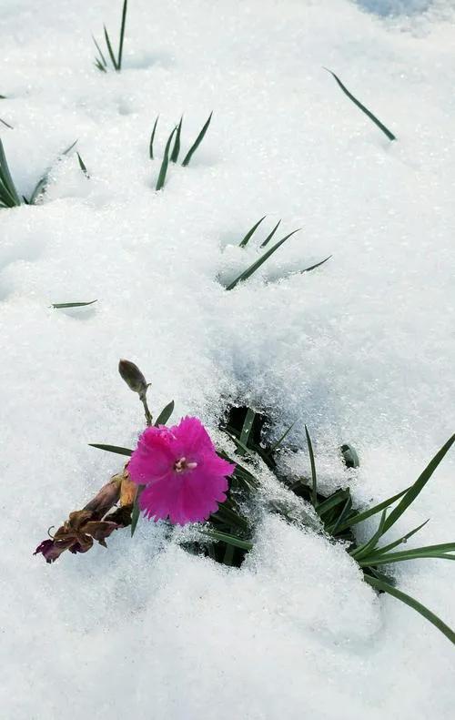 关于王子慕《北国雪》之浅评