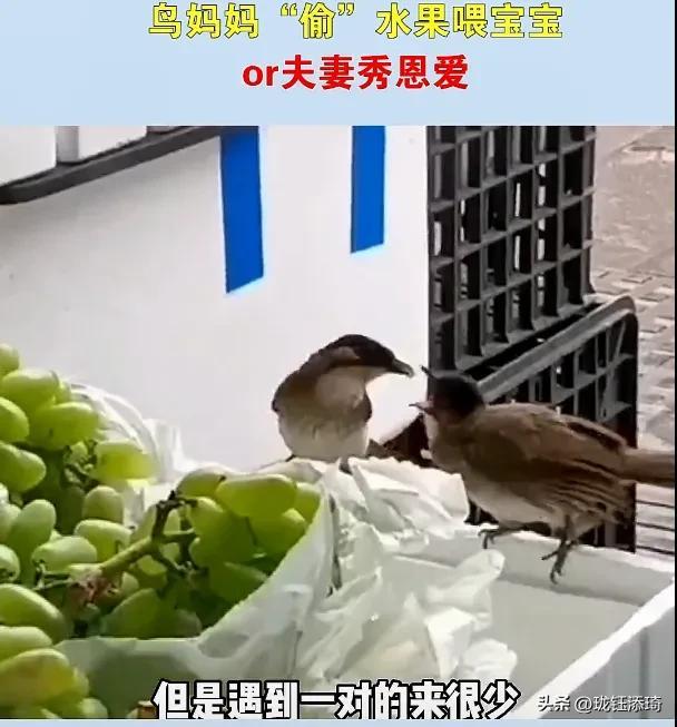 两个鸟的包是什么牌子,两个鸟的包包品牌!