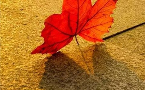 现代诗歌鉴赏摘抄，现代诗歌鉴赏摘抄四年级！