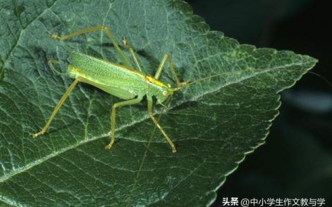 我的表弟作文300个字有四字词语，我的表弟作文300个字一年级！
